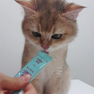 페페로니 잘 먹는 캣츄 - 무항생제 닭고기 12개 + 원양선 참치 12개 — 5점을 준 리뷰어가 2021년 8월 올린 사용 사진