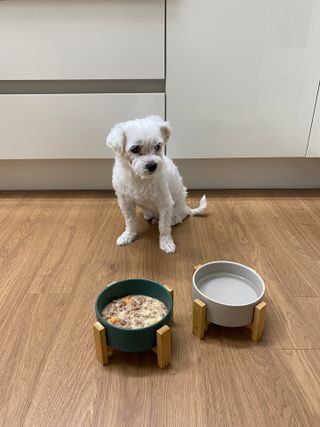 비타크래프트 조에시 하트캔 85g 강아지 습식캔 10캔 — 5점을 준 리뷰어가 2021년 7월 올린 사용 사진