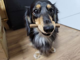 My Pet Care 천연단백질 치아건강에 개좋아 — 5점을 준 리뷰어가 2021년 2월 올린 사용 사진
