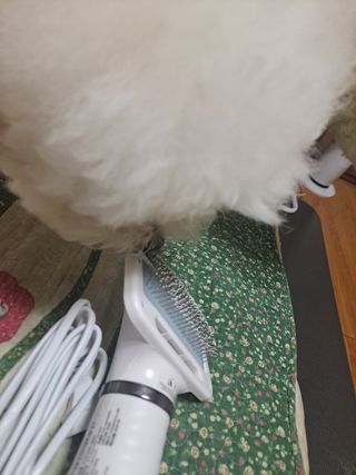 아베크 펫 강아지 고양이 애견 에어 브러쉬 드라이기 올인원 — 5점을 준 리뷰어가 2021년 7월 올린 사용 사진