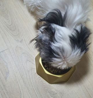 [세싹보울] 세균 싹~ 사라지는 셀앤핏 펫 항균동 애견식기 — 4.5점을 준 리뷰어가 2021년 6월 올린 사용 사진