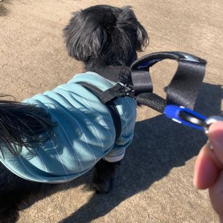 베이컨박스 [BACON] 고아웃클럽 산책 안전벨트 리뉴얼 - 중,대형견용 — 4점을 준 리뷰어가 2021년 12월 올린 사용 사진
