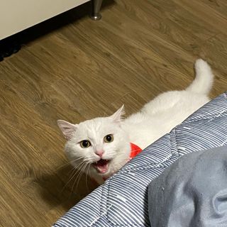 바이탈스푼덴마크BG프로바이오틱스 — 5점을 준 리뷰어가 2021년 6월 올린 사용 사진
