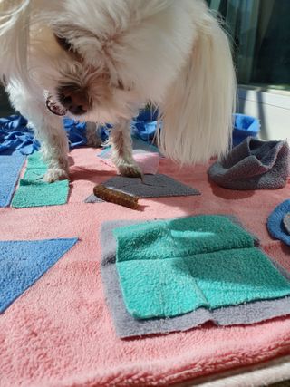 My Pet Care 천연단백질 치아건강에 개좋아 — 5점을 준 리뷰어가 2021년 2월 올린 사용 사진