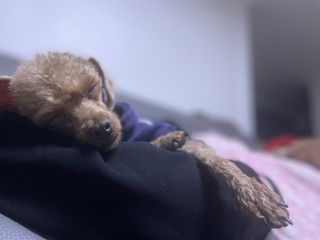 푸들님이 올린 리뷰 사진 3