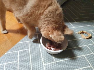 펫에이블 데일리바이트 키토 [비프], [치킨] — 5점을 준 리뷰어가 2021년 8월 올린 사용 사진