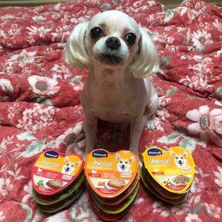 비타크래프트 조에시 하트캔 85g 강아지 습식캔 10캔 — 5점을 준 리뷰어가 2021년 9월 올린 사용 사진