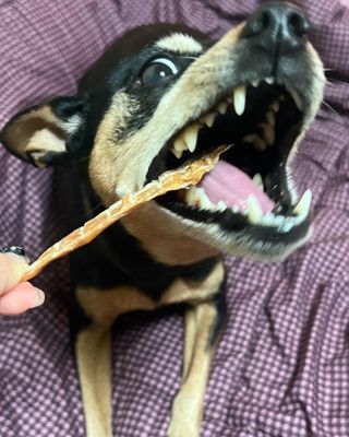 [보헤리] 국내산 강아지 육포간식 바삭 64 2종 — 5점을 준 리뷰어가 2022년 4월 올린 사용 사진