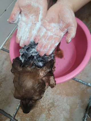 마리앤루이펫샴푸 [mari and louie pet shampoo] — 4점을 준 리뷰어가 2021년 7월 올린 사용 사진