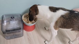 My Pet Care 모발과 모질 피부건강에 개좋아 — 5점을 준 리뷰어가 2021년 2월 올린 사용 사진
