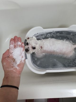 마리앤루이펫샴푸 [mari and louie pet shampoo] — 5점을 준 리뷰어가 2021년 5월 올린 사용 사진