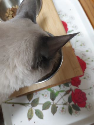 만만이집사님이 올린 리뷰 사진 1