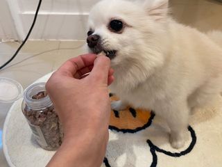 프롬씨 미네랄 소고기트릿 / 미네랄 치킨트릿 / 미네랄 북어트릿 (3가지 상품 중 랜덤 1가지 상품 랜덤 발송) — 5점을 준 리뷰어가 2022년 11월 올린 사용 사진