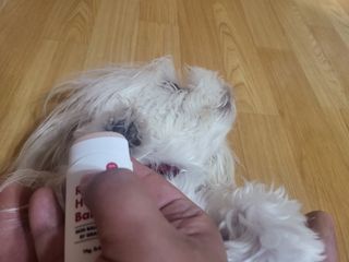 [레드허니밤]자유펫 고양이 강아지 발바닥 밤 14g — 4점을 준 리뷰어가 2021년 11월 올린 사용 사진