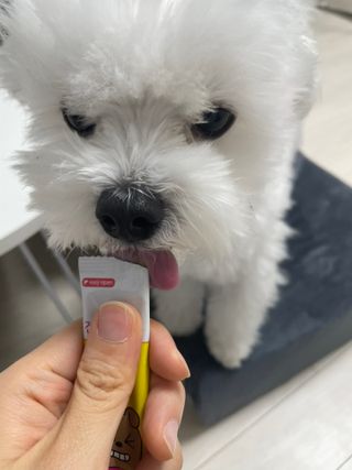 [레모나] 강아지 레모나 강아직 영양 간식 4종 택 1 — 5점을 준 리뷰어가 2023년 12월 올린 사용 사진