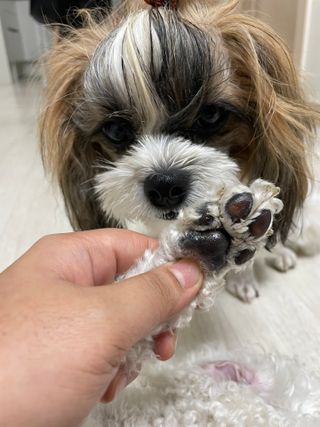 [레드허니밤]자유펫 고양이 강아지 발바닥 밤 14g — 5점을 준 리뷰어가 2021년 10월 올린 사용 사진
