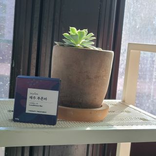 제주인디 제주 푸른바 카멜리아 컨디셔너 — 5점을 준 리뷰어가 2021년 12월 올린 사용 사진