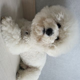 컴바이유 써지컬 각인 키링 [반려동물 인식표, 커플 키링, 가족 키링] — 5점을 준 리뷰어가 2022년 3월 올린 사용 사진