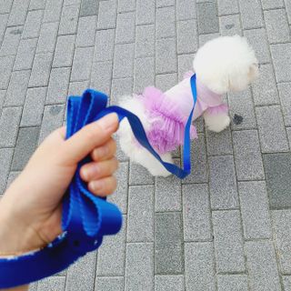 베이컨박스 [BACON] 고아웃클럽 이지그립 리드줄, 목줄 세트-BLUE — 5점을 준 리뷰어가 2021년 7월 올린 사용 사진