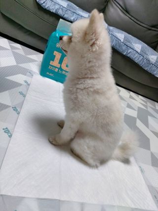 아베크 펫 와이드 프리미엄 대형 애견 강아지 배변 패드 30매 1팩 80g — 5점을 준 리뷰어가 2021년 7월 올린 사용 사진