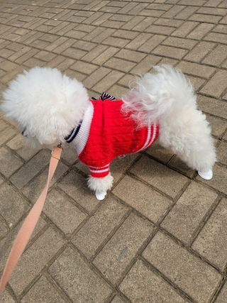 코보콩 에어슈즈 강아지 일회용 신발 소용량 패키지 20매 초경량  미끄럼방지 실내외 겸용 — 4.5점을 준 리뷰어가 2022년 3월 올린 사용 사진