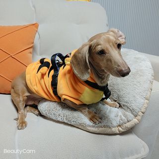 링고엄마님이 올린 리뷰 사진 1