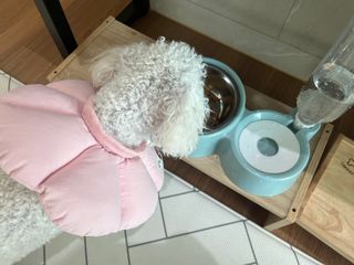 [펫시밀] 원물그대로 영양듬뿍 진공동결건조 북어트릿75g,치킨트릿100g,연어트릿75g 강아지 고양이 간식 — 5점을 준 리뷰어가 2023년 5월 올린 사용 사진