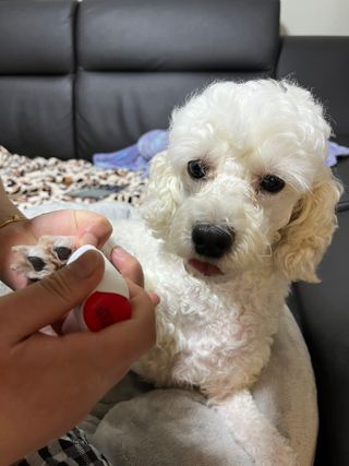 [레드허니밤]자유펫 고양이 강아지 발바닥 밤 14g — 5점을 준 리뷰어가 2021년 11월 올린 사용 사진
