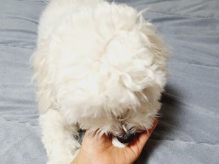 씨디랩 장 건강과 구강 건강을 한 번에 더블락토 강아지 고양이 유산균 — 5점을 준 리뷰어가 2021년 1월 올린 사용 사진