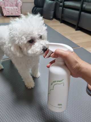 [푸푸몬스터] 비건 펫 데오 스프레이(탈취제) 500ml (유향/무향 택 1) — 4점을 준 리뷰어가 2022년 6월 올린 사용 사진