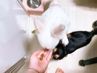 My Pet Care 천연단백질 관절건강에 개좋아 — 5점을 준 리뷰어가 2021년 1월 올린 사용 사진