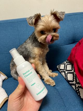 [댕모어 클리너 3종] 아이클리너 / 이어클리너 / 덴탈클리너 3종 세트 (120ml) — 4.5점을 준 리뷰어가 2023년 10월 올린 사용 사진