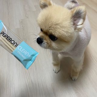 페페로니 2종 세트 클린플러스 덴탈껌 치킨+덕 — 5점을 준 리뷰어가 2021년 8월 올린 사용 사진