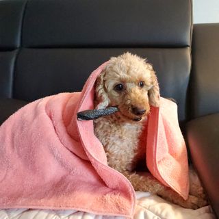 보리엄마님이 올린 리뷰 사진 3