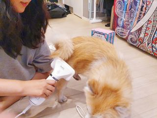 아베크 펫 강아지 고양이 애견 에어 브러쉬 드라이기 올인원 — 5점을 준 리뷰어가 2021년 7월 올린 사용 사진