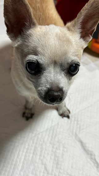 꽃사과님이 올린 리뷰 사진 3