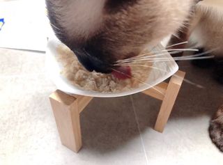 씨디랩 구강에서 장까지 한 번에 관리하는 더블락토 강아지 고양이 유산균 — 5점을 준 리뷰어가 2021년 6월 올린 사용 사진
