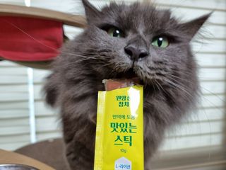 페페로니 맛있는 스틱 - 무항생제 닭고기 15개 + 원양선 참치 15개 — 5점을 준 리뷰어가 2021년 8월 올린 사용 사진