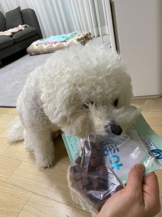 My Pet Care 천연단백질 눈건강에 개좋아 — 5점을 준 리뷰어가 2021년 2월 올린 사용 사진