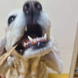 [보헤리] 국내산 강아지 육포간식 바삭 64 2종 — 5점을 준 리뷰어가 2022년 4월 올린 사용 사진