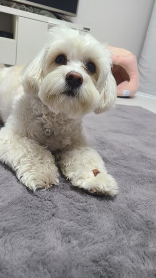 My Pet Care 천연단백질 눈건강에 개좋아 — 3점을 준 리뷰어가 2021년 3월 올린 사용 사진