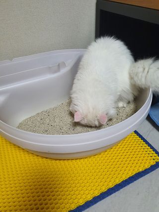 겟플렉스 켓플렉스 캣츠룸BS-1 고양이모래 4kg — 5점을 준 리뷰어가 2021년 1월 올린 사용 사진