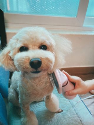 아베크 펫 강아지 고양이 애견 에어 브러쉬 드라이기 올인원 — 5점을 준 리뷰어가 2021년 7월 올린 사용 사진
