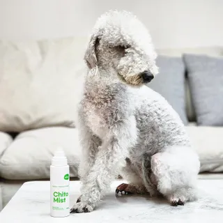 whol 키토미스트 150ml + 실리콘바디브러쉬  강아지 고양이 항균항바이러스, 강력탈취 피부 보습,무향 — 5점을 준 리뷰어가 2022년 9월 올린 사용 사진