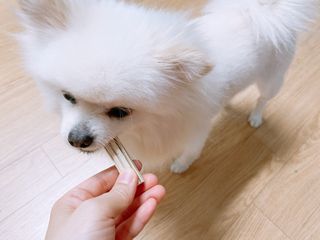 페페로니 2종 세트 클린플러스 덴탈껌 치킨+덕 — 5점을 준 리뷰어가 2021년 7월 올린 사용 사진