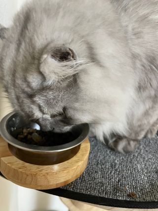 페페로니 맛있는 스틱 - 무항생제 닭고기 15개 + 알래스카 연어 15개 — 5점을 준 리뷰어가 2021년 8월 올린 사용 사진