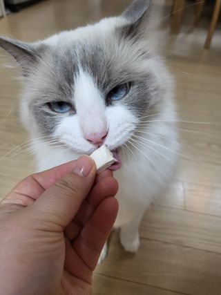 [펫시밀] 원물그대로 영양듬뿍 동결건조 왕북어트릿300g,왕치킨트릿400g,열빙어트릿300g 대용량 간식 — 5점을 준 리뷰어가 2023년 5월 올린 사용 사진