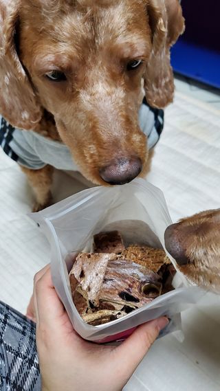 🌈🐩👨‍👩‍👧님이 올린 리뷰 사진 2
