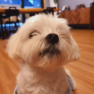 호두마미님이 올린 리뷰 사진 2