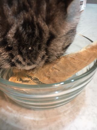 [펫시밀] 원물그대로 영양듬뿍 진공동결건조 치킨텐더100g, 열빙어트릿100g 강아지 고양이 간식 — 5점을 준 리뷰어가 2023년 5월 올린 사용 사진